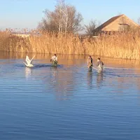schwan4.jpg