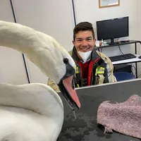 schwan.jpg