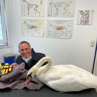 schwan1.jpg