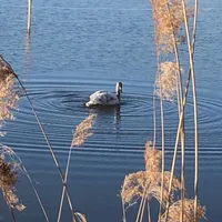 schwan1.jpg